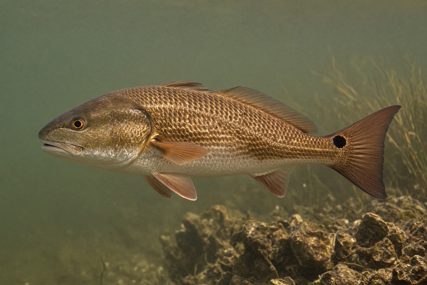 Redfish in Copano Bay